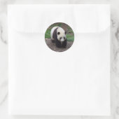 Reuzenpanda foto Stickers (Tas)