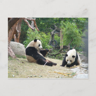 Reuzenpanda in een wild dierentuin fotografie. briefkaart