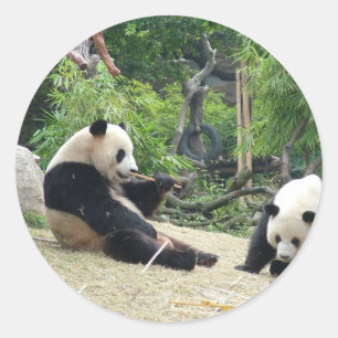 Reuzenpanda in een wild dierentuin fotografie. ronde sticker