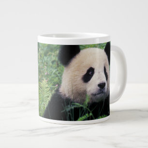 Reuzenpanda in het gras, Wolong-vallei, Sichuan Grote Koffiekop
