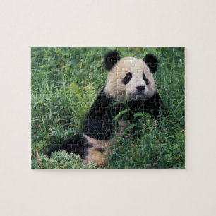 Reuzenpanda in het gras, Wolong-vallei, Sichuan Legpuzzel