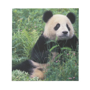 Reuzenpanda in het gras, Wolong-vallei, Sichuan Notitieblok