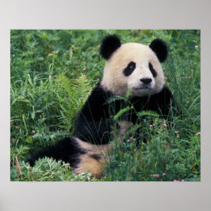 Reuzenpanda in het gras, Wolong-vallei, Sichuan Poster