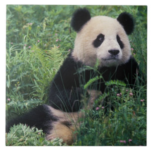 Reuzenpanda in het gras, Wolong-vallei, Sichuan Tegeltje