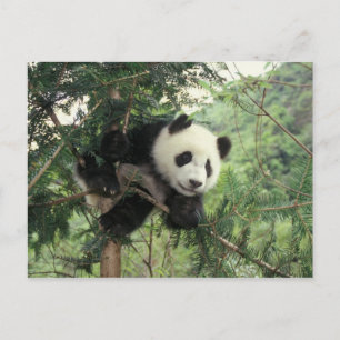 Reuzenpanda jong klimt in een boom, Wolong vallei, Briefkaart