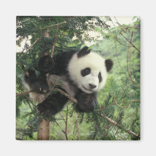 Reuzenpanda jong klimt in een boom, Wolong vallei, Magneet