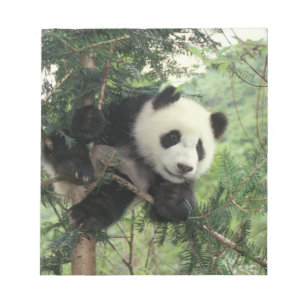 Reuzenpanda jong klimt in een boom, Wolong vallei, Notitieblok