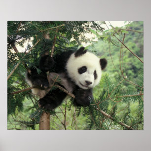 Reuzenpanda jong klimt in een boom, Wolong vallei, Poster
