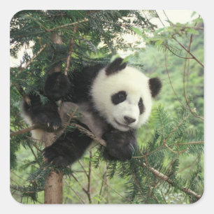 Reuzenpanda-jong klimt in een boom, Wolong-vallei, Vierkante Sticker