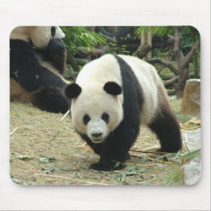 Reuzenpanda Muismat
