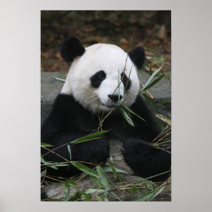 Reuzenpanda Poster