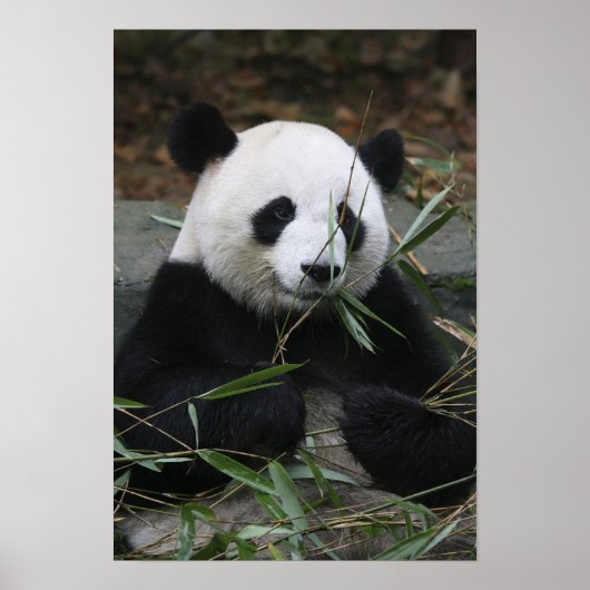 Reuzenpanda Poster (Voorkant)
