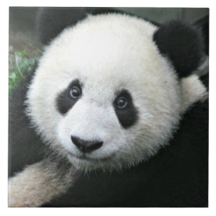 Reuzenpanda rustend in groene weide tegeltje