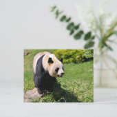 Reuzenpanda staand op een steen briefkaart (Staand voorkant)