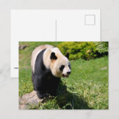 Reuzenpanda staand op een steen briefkaart (Voorkant / Achterkant)