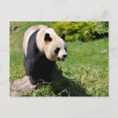 Reuzenpanda staand op een steen briefkaart (Voorkant)