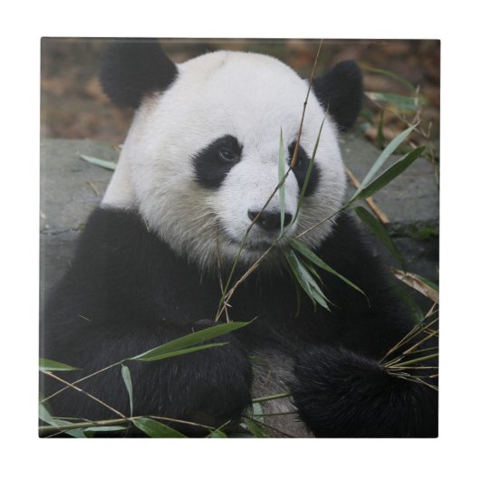 Reuzenpanda Tegeltje (Voorkant)