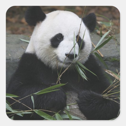 Reuzenpanda Vierkante Sticker (Voorkant)