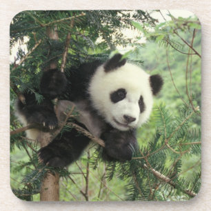 Reuzenpanda welp klimt in een boom, Wolong-vallei, Drankjes Onderzetter