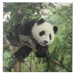 Reuzenpanda welp klimt in een boom, Wolong-vallei, Tegeltje