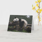 Reuzenpanda's bij de Giant Panda Protection & 3 Kaart (Gele Bloem)