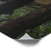 Reuzenpanda's bij de Giant Panda Protection & 3 Poster (Hoek)