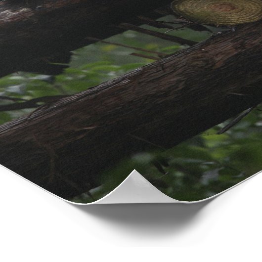 Reuzenpanda's bij de Giant Panda Protection & 3 Poster (Hoek)