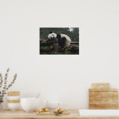 Reuzenpanda's bij de Giant Panda Protection & 3 Poster (Keuken)