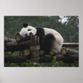 Reuzenpanda's bij de Giant Panda Protection & 3 Poster (Voorkant)
