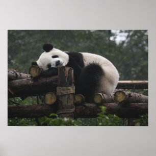 Reuzenpanda's bij de Giant Panda Protection & 3 Poster