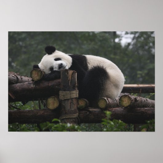 Reuzenpanda's bij de Giant Panda Protection & 3 Poster (Voorkant)