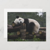 Reuzenpanda's bij de Giant Panda Protection Briefkaart (Voorkant / Achterkant)
