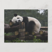 Reuzenpanda's bij de Giant Panda Protection Briefkaart (Voorkant)