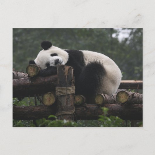 Reuzenpanda's bij de Giant Panda Protection Briefkaart (Voorkant)