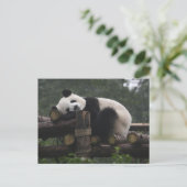 Reuzenpanda's bij de Giant Panda Protection Briefkaart (Staand voorkant)