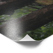 Reuzenpanda's bij de Giant Panda Protection Foto Afdruk (Hoek)