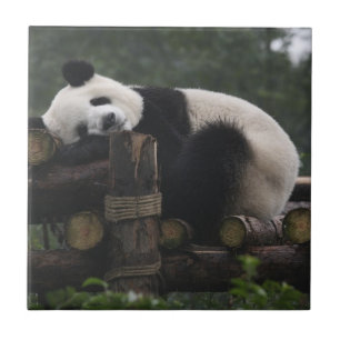 Reuzenpanda's bij de Giant Panda Protection Tegeltje