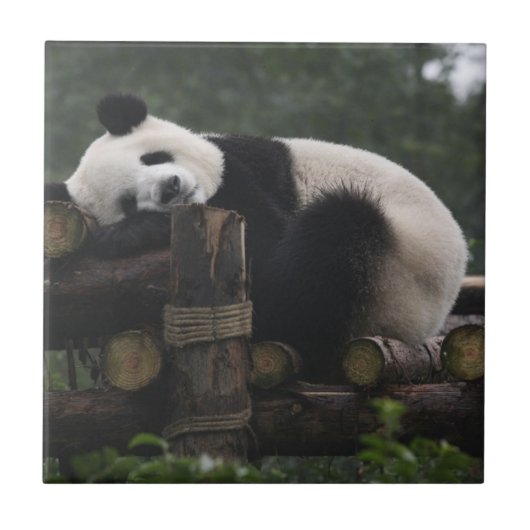 Reuzenpanda's bij de Giant Panda Protection Tegeltje (Voorkant)