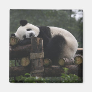 Reuzenpanda's bij de Reuzenpanda Bescherming Magneet