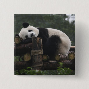 Reuzenpanda's bij de Reuzenpanda Bescherming Vierkante Button 5,1 Cm