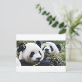 Reuzenpanda's Briefkaart (Staand voorkant)