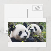 Reuzenpanda's Briefkaart (Voorkant / Achterkant)