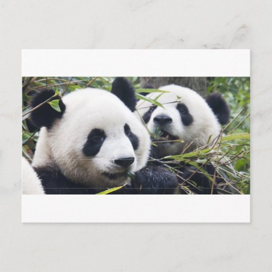 Reuzenpanda's Briefkaart (Voorkant)
