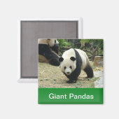 Reuzenpanda's Magneet (Voorkant / Achterkant)