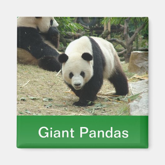 Reuzenpanda's Magneet (Voorkant)
