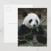 Reuzenpanda's op de Giant Panda Protection & Briefkaart (Voorkant / Achterkant)