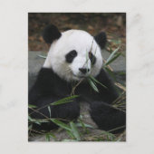 Reuzenpanda's op de Giant Panda Protection & Briefkaart (Voorkant)
