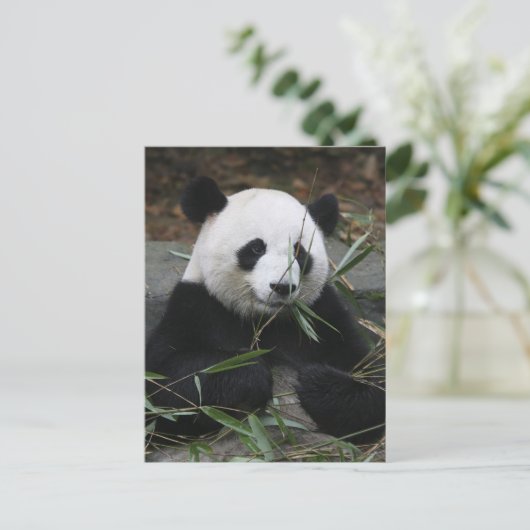 Reuzenpanda's op de Giant Panda Protection & Briefkaart (Staand voorkant)
