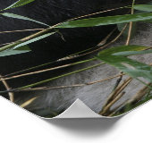 Reuzenpanda's op de Giant Panda Protection & Poster (Hoek)