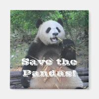 Reuzenpanda's redden Magnet